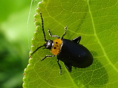 Disonycha triangularis