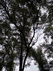 Quercus hemisphaerica