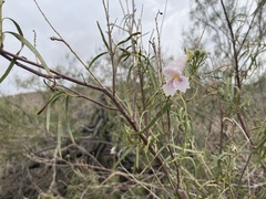 Chilopsis linearis arcuata