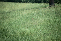 Ictidomys tridecemlineatus