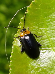 Disonycha triangularis