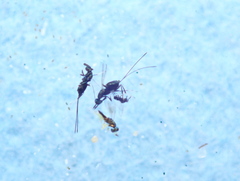 Chalcidoidea