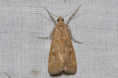 Achyra affinitalis