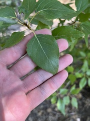 Populus trichocarpa