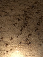 Hadenoecus subterraneus