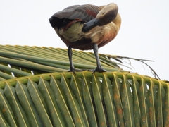 Dendrocygna javanica