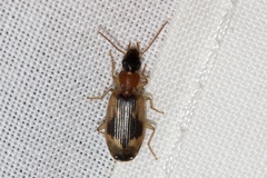 Anomotarus crudelis