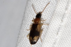 Anomotarus crudelis