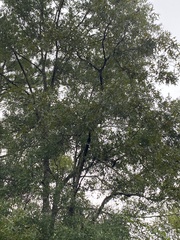 Quercus falcata