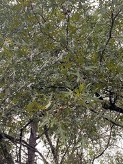 Quercus falcata