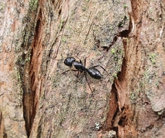 Camponotus concavus