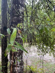 Quercus hemisphaerica