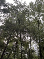 Quercus hemisphaerica