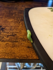 Chrysodeixis eriosoma