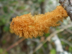 Heteroecus melanoderma