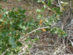 Heteroecus melanoderma