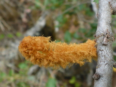 Heteroecus melanoderma