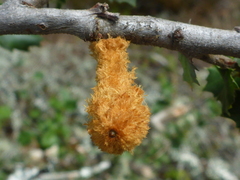 Heteroecus melanoderma