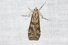 Nomophila corticalis