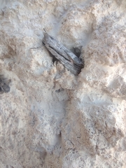 Catabenoides