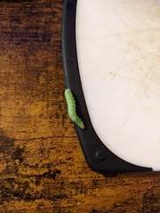 Chrysodeixis eriosoma