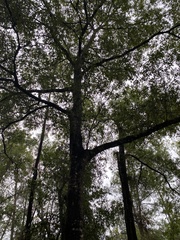 Quercus hemisphaerica