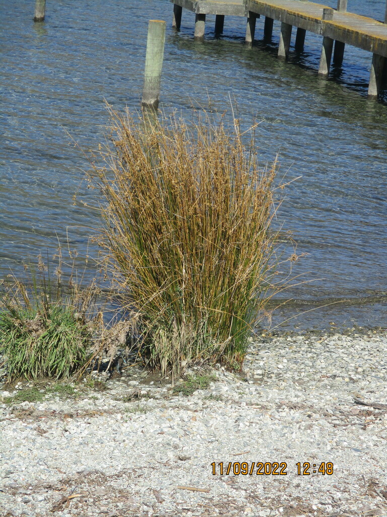 rushes from Frankton, Queenstown, New Zealand on September 11, 2022 at