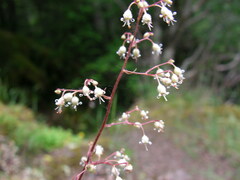 Heuchera glabra