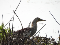 Ardeola grayii