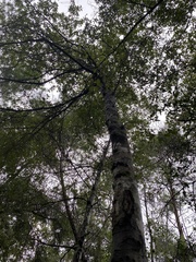 Quercus hemisphaerica