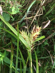 Carex lupulina