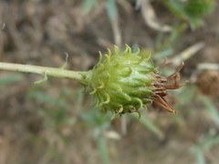 Grindelia camporum