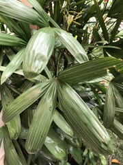 Rhapis excelsa