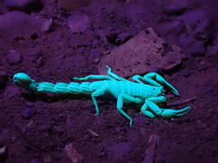 Serradigitus gertschi