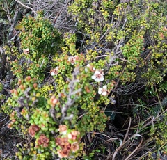 Leptospermum recurvum