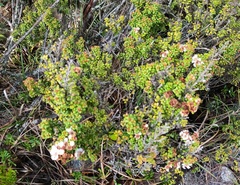 Leptospermum recurvum