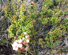 Leptospermum recurvum