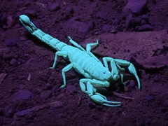 Serradigitus gertschi