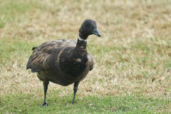 Branta bernicla