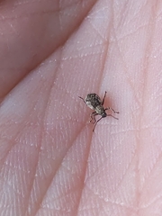 Pseudoedophrys hilleri