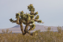 Yucca brevifolia