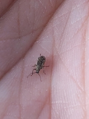 Pseudoedophrys hilleri