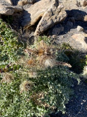 Cirsium scopulorum