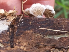 Schizophyllineae