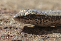 Cryptoblepharus australis