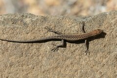 Cryptoblepharus australis