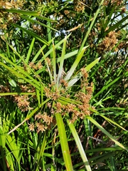 Cyperus alternifolius