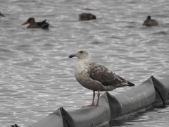 Larus schistisagus