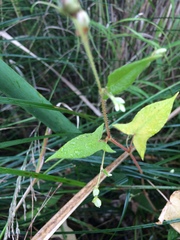 Persicaria arifolia