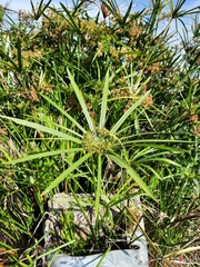 Cyperus alternifolius